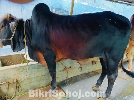 কুরবানীর পশু